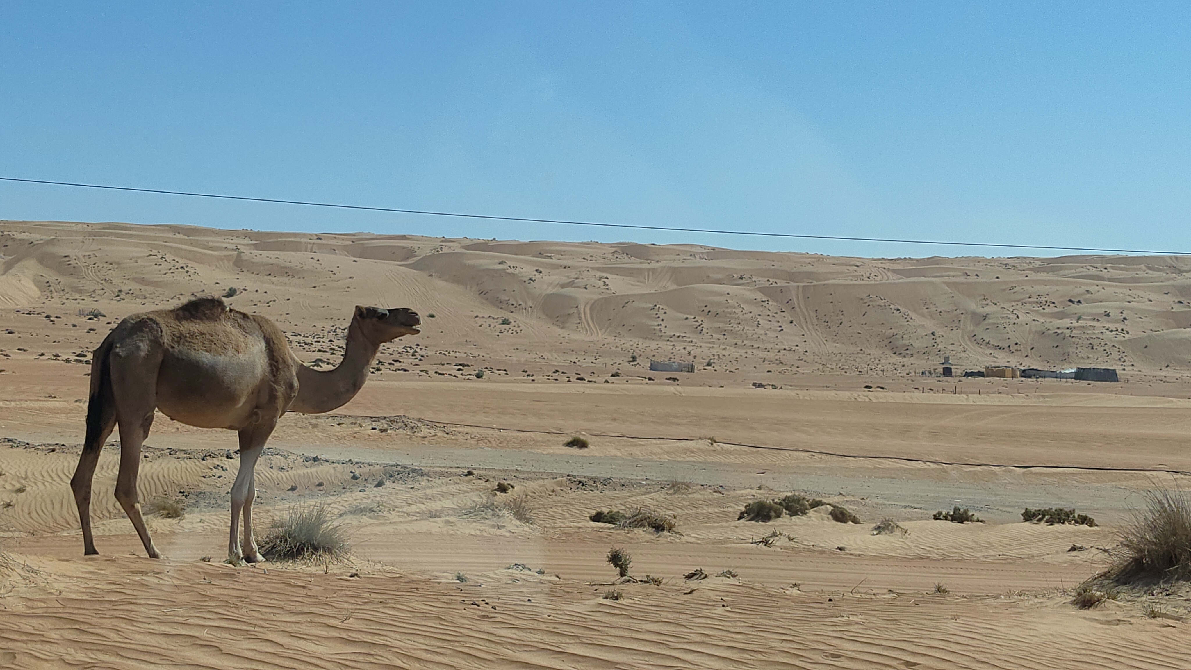 On the way from Bidiyah to Jebel Akhdar, we saw many cute camels in the wild