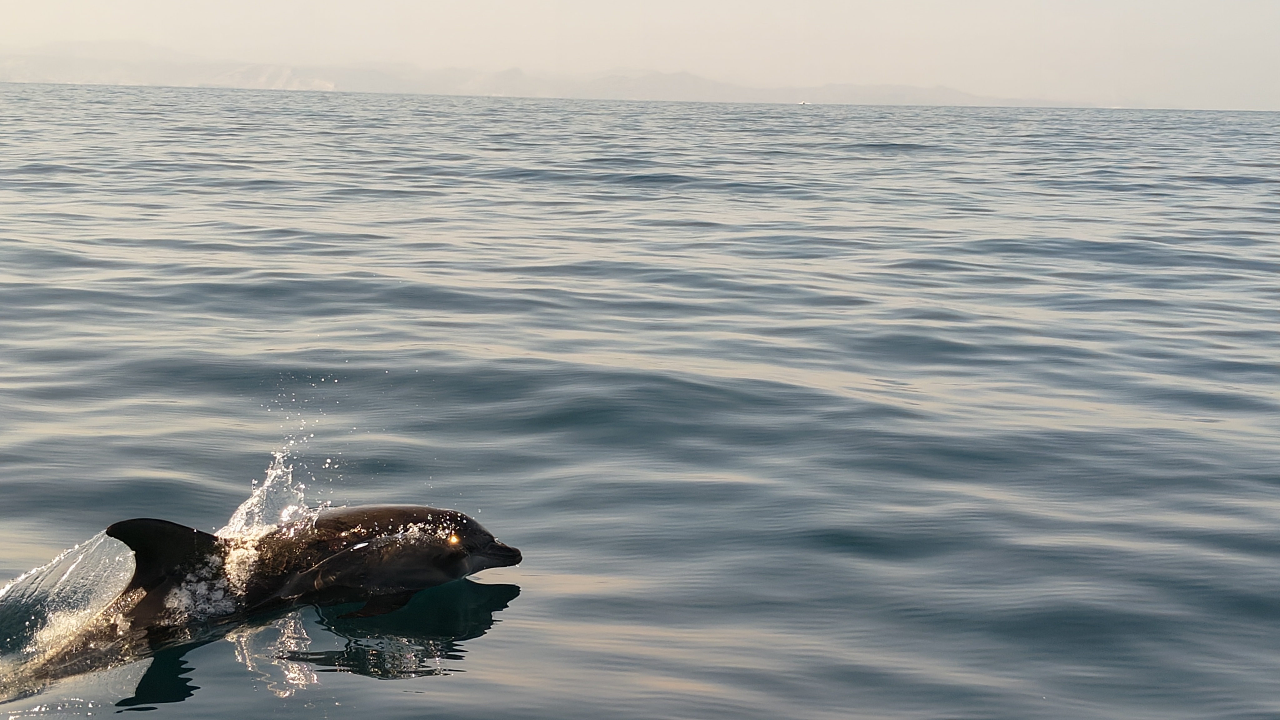 Dolphins were much larger than wwe thought they'd be!