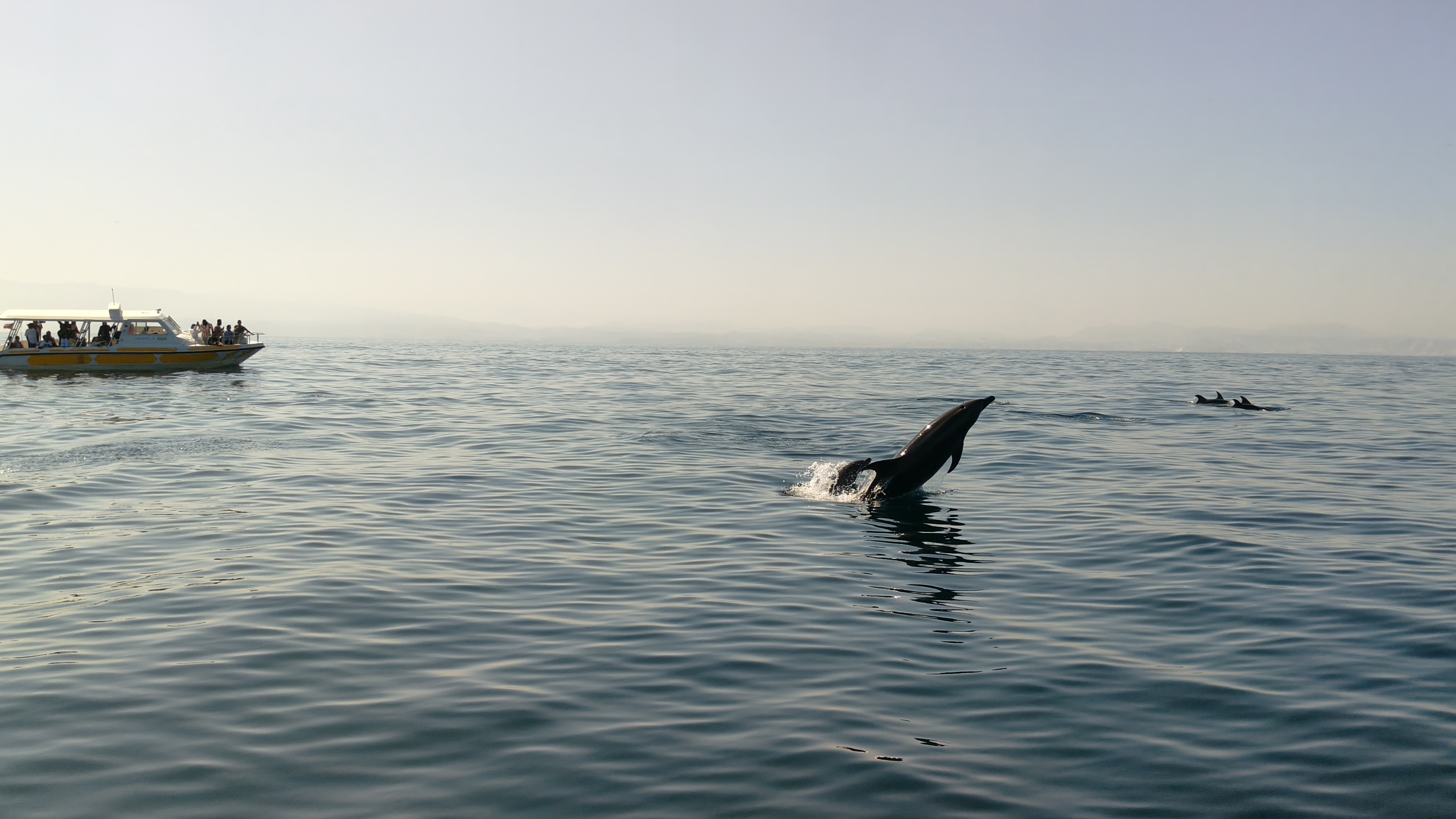 The dolphins never stopped being fascinating