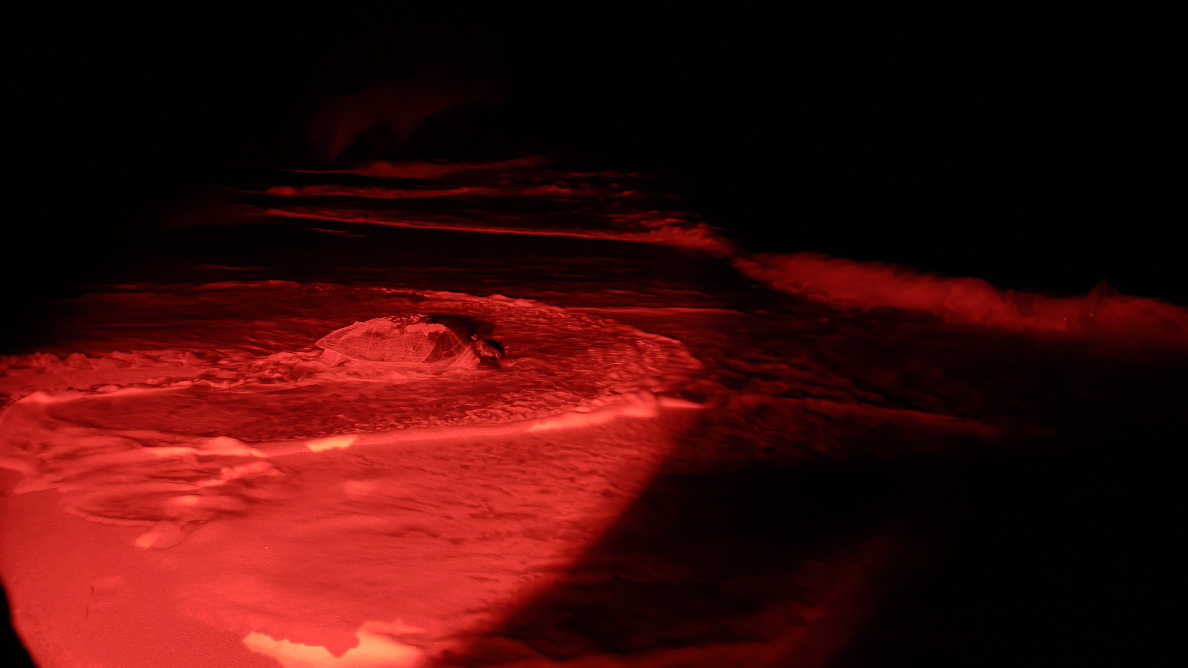 Watching the sea turtles at Ras Al Jinz reserve was an overwhelming experience