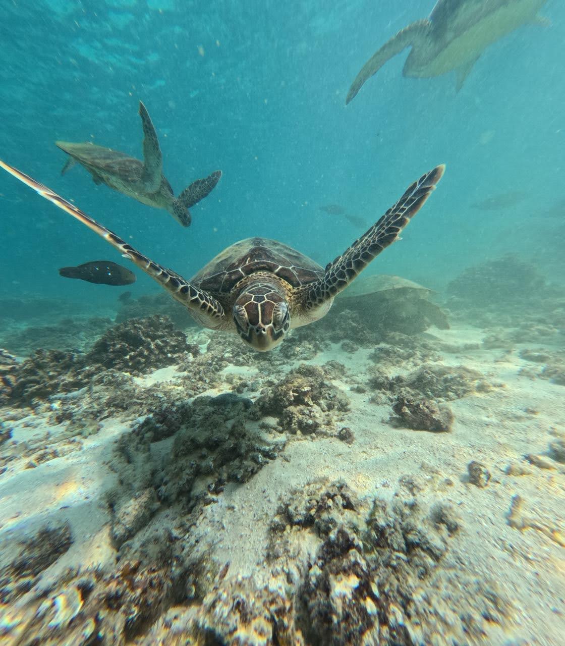 We snorkeled for the first time, only to be treated by these cute turtles