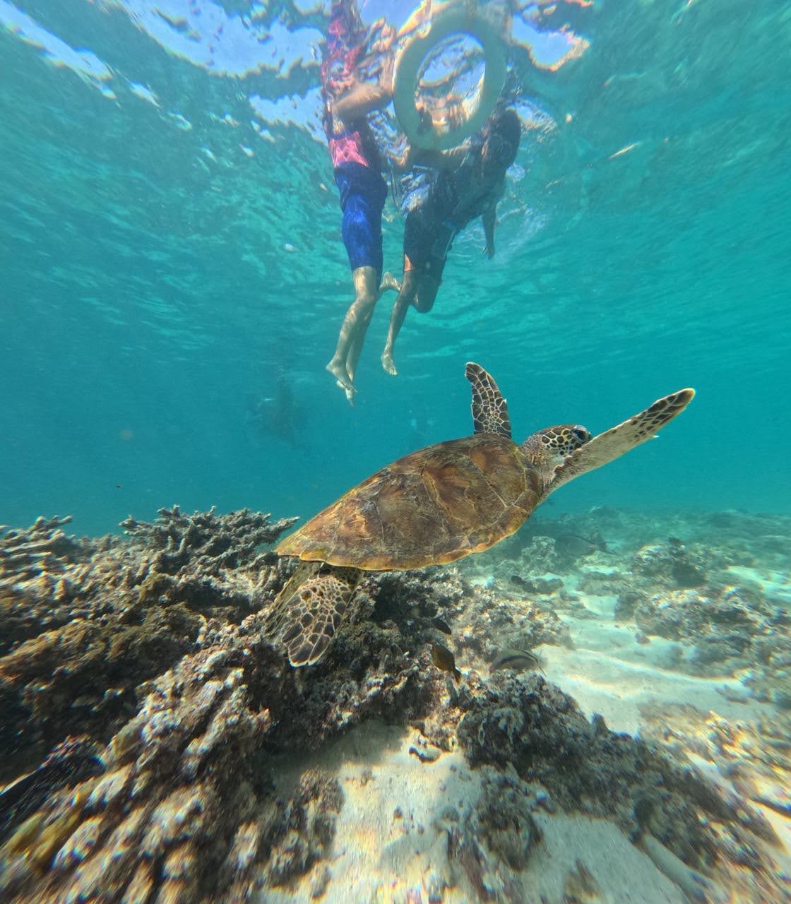 We were continually awestruck by the turtles and fish we saw while snorkeling