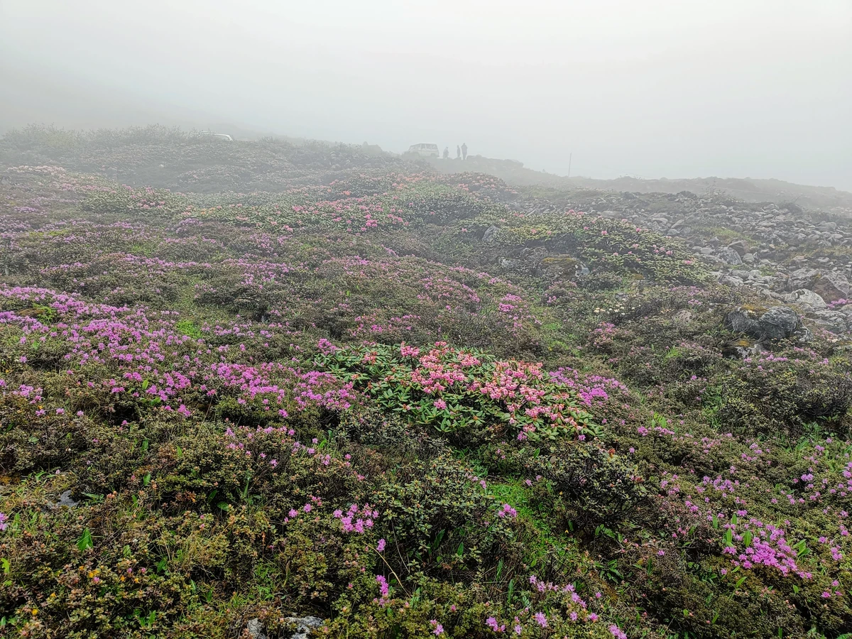 Colorful valley of flowers in Yumthang with surrounding mountains