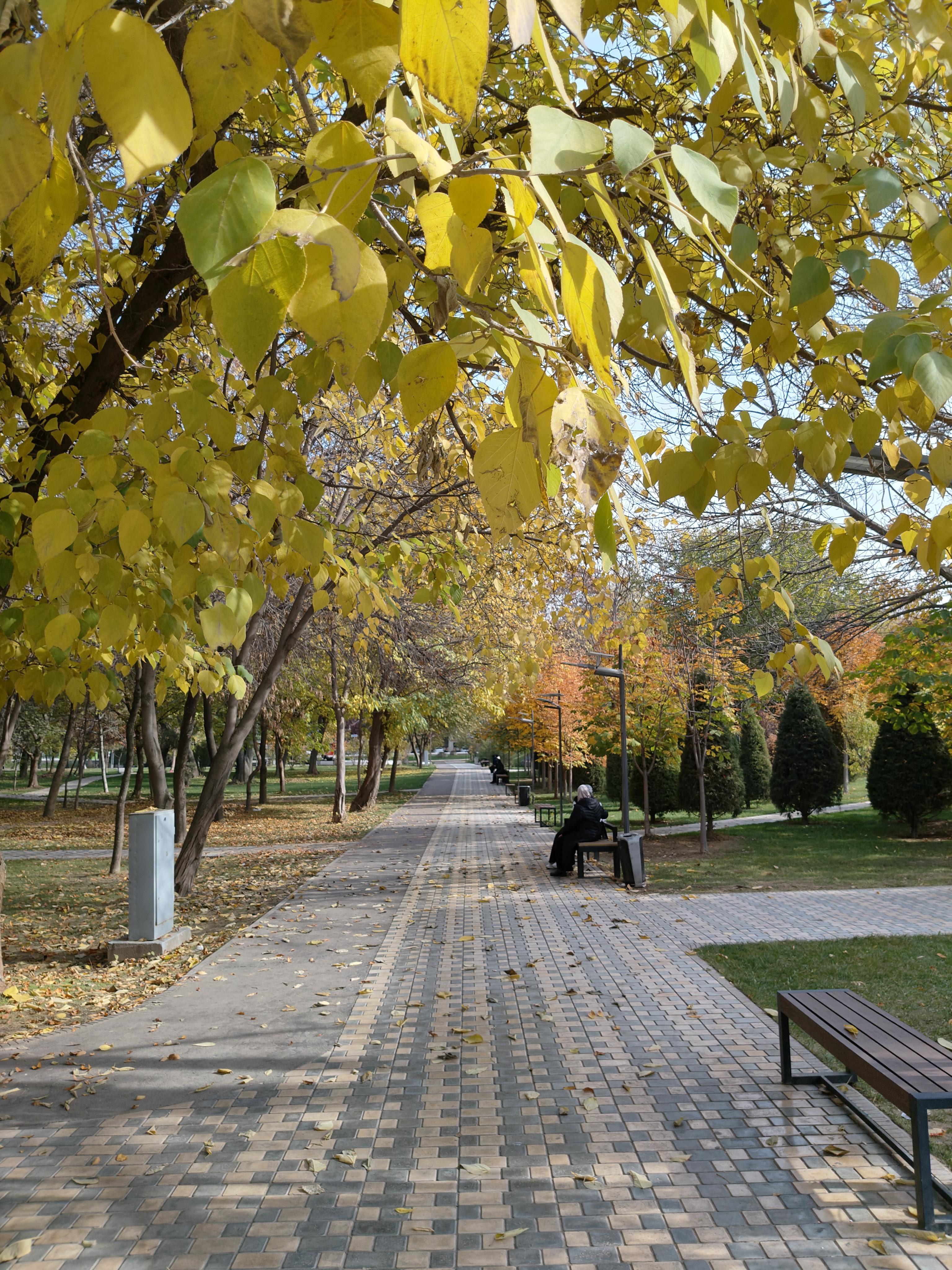 Beautiful park near Amir Temur Square in Tashkent, Uzbekistan with lush greenery and wide pathways