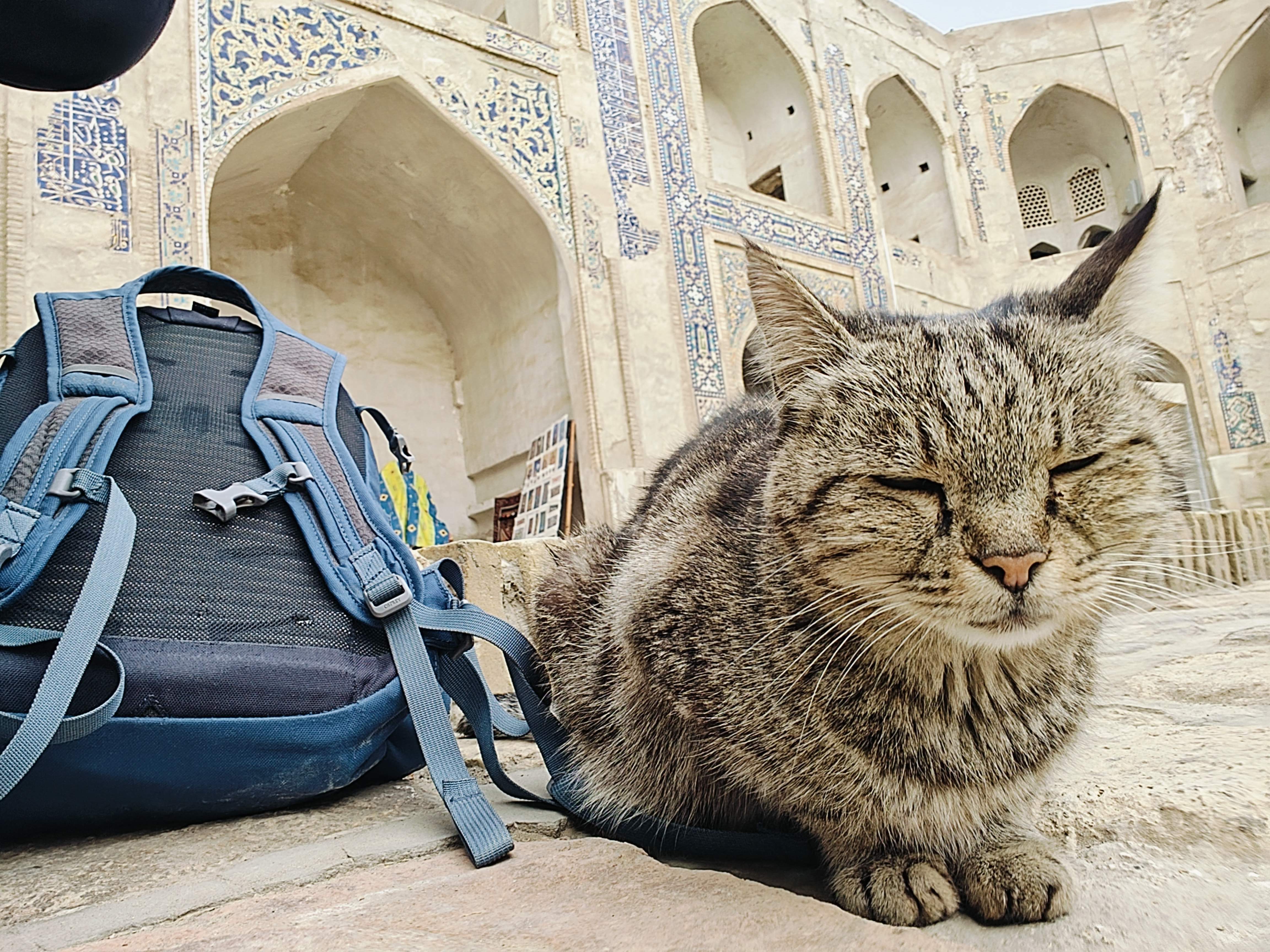 Street cat in historic Bukhara, Uzbekistan - locals care for these cats throughout the ancient Silk Road city